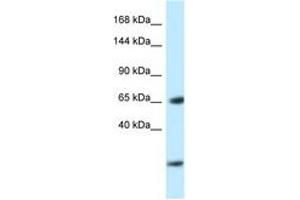 Image no. 1 for anti-Early B-Cell Factor 3 (EBF3) (AA 24-73) antibody (ABIN6747421) (EBF3 anticorps  (AA 24-73))