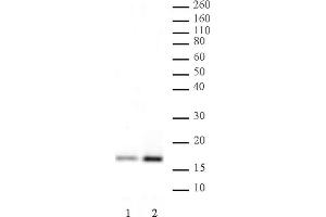 Histone H3K4ac antibody (pAb) tested by Western blot. (Histone 3 anticorps  (H3K4ac))