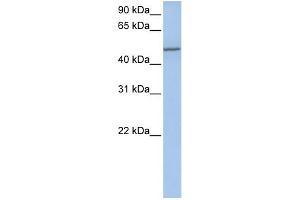 WB Suggested Anti-COL25A1 Antibody Titration:  0. (COL25A1 anticorps  (Middle Region))
