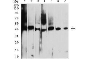 Western blot analysis using AUP1 mouse mAb against A431 (1), NIH/3T3 (2), Hela (3), SW480 (4), CHO3D10 (5), A549 (6), and SPC-A-1 (7) cell lysate. (Ancient Ubiquitous Protein 1 anticorps  (AA 229-410))