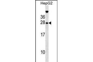 GFER Antibody (Center) (ABIN655148 and ABIN2844769) western blot analysis in HepG2 cell line lysates (35 μg/lane). (GFER anticorps  (AA 67-94))