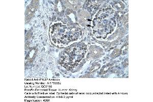 Human kidney (PNLIP anticorps  (C-Term))