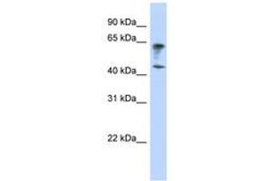 Image no. 1 for anti-Immunoglobulin Superfamily, Member 11 (IGSF11) (AA 179-228) antibody (ABIN6740900) (IGSF11 anticorps  (AA 179-228))