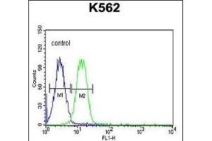 AVIL Antibody (N-term) (ABIN650952 and ABIN2840008) flow cytometric analysis of K562 cells (right histogram) compared to a negative control cell (left histogram). (Advillin anticorps  (N-Term))