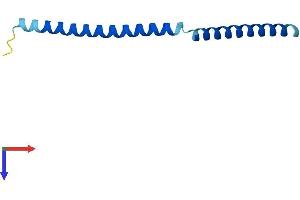 AlphaFold protein structure predicition of Human Recombinant SYCE3 Protein, UniprotID A1L190