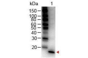 Western Blot of Rabbit anti-Mouse IL-1 Beta Antibody Peroxidase Conjugated Lane 1: Mouse IL-1 Beta Load: 50 ng per lane Secondary antibody: IL1 beta Antibody Peroxidase Conjugated at 1:1,000 for 30 min at RT Block: ABIN925618 for 30 min RT Predicted/Observed size: 18 kDa, 18 kDa (IL-1 beta anticorps  (HRP))