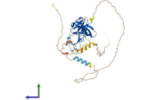 AlphaFold protein structure predicition of Mouse Recombinant Stac Protein, UniprotID P97306