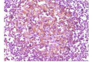 Immunohistochemistry (IHC) image for anti-CD14 (CD14) antibody (ABIN1843073) (CD14 anticorps)