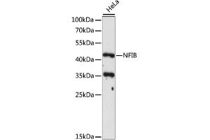 Western blot analysis of extracts of HeLa cells, using NFIB antibody (ABIN6290700) at 1:1000 dilution. (NFIB anticorps)
