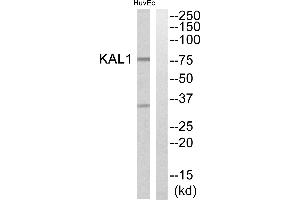 Western blot analysis of extracts from HuvEc cells, using KAL1 antibody. (KAL1 anticorps)