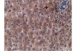 Image no. 4 for anti-Gephyrin (GPHN) antibody (ABIN1498424)