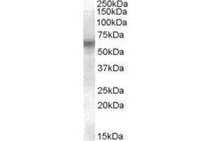 V-Yes-1 Yamaguchi Sarcoma Viral Related Oncogene Homolog (LYN) peptide