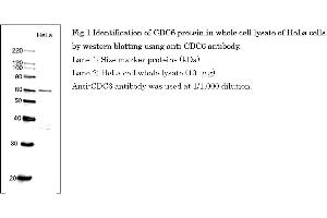 Western Blotting (WB) image for anti-Cell Division Cycle 6 Homolog (S. Cerevisiae) (CDC6) (AA 1-326) antibody (ABIN2451939)