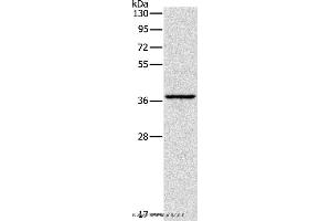 Western blot analysis of Huvec cell, using APOL2 Polyclonal Antibody at dilution of 1:375 (Apolipoprotein L 2 anticorps)