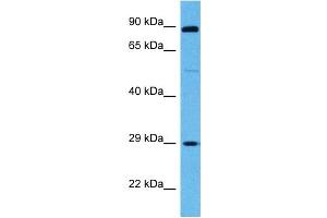 Host:  Mouse  Target Name:  SP3  Sample Tissue:  Mouse Skeletal Muscle  Antibody Dilution:  1ug/ml