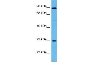 Host:  Mouse  Target Name:  SP3  Sample Tissue:  Mouse Skeletal Muscle  Antibody Dilution:  1ug/ml (Sp3 anticorps  (Middle Region))