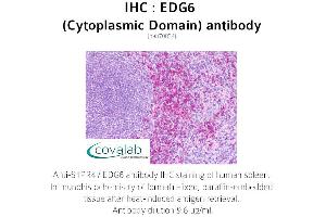 Image no. 1 for anti-Sphingosine-1-Phosphate Receptor 4 (S1PR4) (2nd Cytoplasmic Domain) antibody (ABIN1733892)