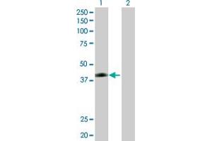 Western Blot analysis of JAM2 expression in transfected 293T cell line by JAM2 MaxPab polyclonal antibody. (JAM2 anticorps  (AA 1-298))