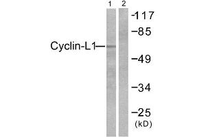 Western Blotting (WB) image for anti-Cyclin L1 (CCNL1) (C-Term) antibody (ABIN1848729) (Cyclin L1 anticorps  (C-Term))