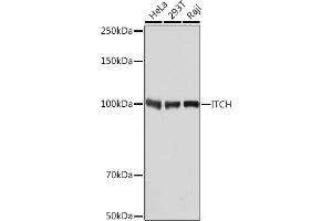 Western blot analysis of extracts of various cell lines, using ITCH Rabbit mAb (ABIN7268032) at 1:1000 dilution.