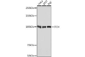 Western blot analysis of extracts of various cell lines, using ITCH Rabbit mAb (ABIN7268032) at 1:1000 dilution. (ITCH anticorps)
