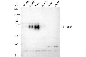 Western blotting analysis using CD97 antibody (ABIN7797988).