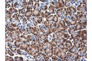 Immunohistochemical staining of paraffin-embedded Human pancreas tissue using anti-RGS16 mouse monoclonal antibody. (RGS16 anticorps)