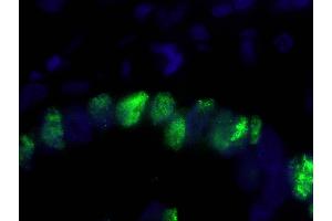 Immunofluorescence (IF) image for anti-Proliferating Cell Nuclear Antigen (PCNA) (C-Term) antibody (ABIN7448997) (PCNA anticorps  (C-Term))