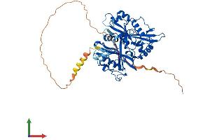 AlphaFold protein structure predicition of Human Recombinant NMT1 Protein, UniprotID P30419