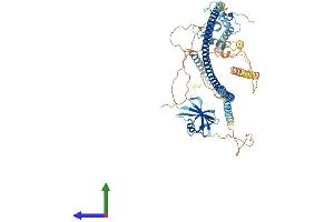 AlphaFold protein structure predicition of Mouse Recombinant Dixdc1 Protein, UniprotID Q80Y83