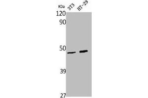 Western Blot analysis of NIH-3T3 HT29 cells using Wnt-1 Polyclonal Antibody (WNT1 anticorps  (C-Term))