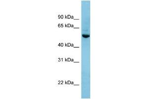 WB Suggested Anti-SHB Antibody Titration: 0. (SHB anticorps  (N-Term))