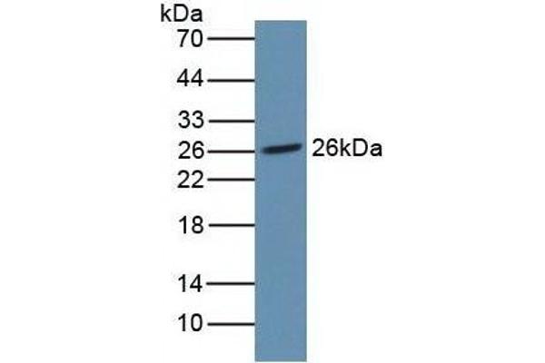 NOG anticorps  (AA 28-232)