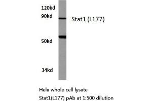 Western blot (WB) analysis of Stat1 antibody in extracts from hela cells. (STAT1 anticorps)