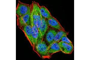 Immunofluorescence analysis of Hela cells using WTAP mouse mAb (green).