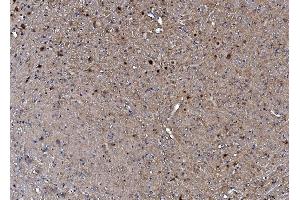 IHC analysis of TORC1/CRTC1 using anti-TORC1/CRTC1 antibody (ABIN7602801). (CRTC1 anticorps  (C-Term))