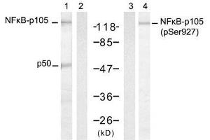 Western blot analysis of extract from HT-29 cells, untreated or treated with TNF-α and Calyculin A, using NFκB-p105/p50 (Ab-927) antibody (E021312, Lane 1 and 2) and NFκB-p105/p50 (Phospho-Ser927) antibody (E011312, Lane 3 and 4). (NFKB1 anticorps  (pSer927))