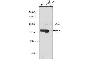Western blot analysis of extracts of various cell lines, using GAA antibody (ABIN7267404) at 1:1000 dilution. (GAA anticorps)