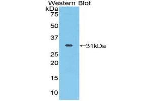 Western Blotting (WB) image for anti-STAM Binding Protein (STAMBP) (AA 126-368) antibody (ABIN1860643)