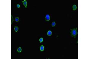 Immunofluorescent analysis of MCF-7 cells using ABIN7155318 at dilution of 1:100 and Alexa Fluor 488-congugated AffiniPure Goat Anti-Rabbit IgG(H+L)