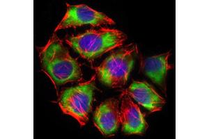 Immunofluorescence analysis of HepG2 cells using SLC2A4 antibody (green).