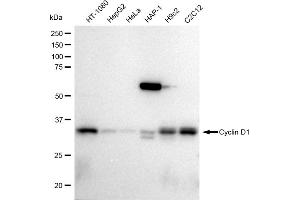 Western blotting analysis using Cyclin D1 antibody (ABIN7798194). (Recombinant Cyclin D1 anticorps)