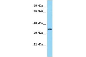 WB Suggested Anti-COQ9 Antibody Titration: 1. (COQ9 anticorps  (N-Term))