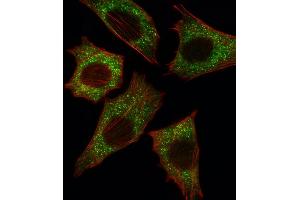Fluorescent image of C2C12 cell stained with BRAF Antibody (Center) (ABIN392246 and ABIN2841936). (SNRPE anticorps  (AA 424-453))