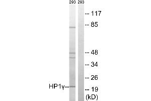 Western blot analysis of extracts from 293 cells, using HP1γ (Ab-93) antibody. (CBX3 anticorps  (Ser93))