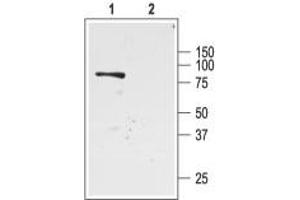 Western blot analysis of rat kidney membranes:1. (Potassium Inwardly-Rectifying Channel, Subfamily J, Member 1 (KCNJ1) Peptide)