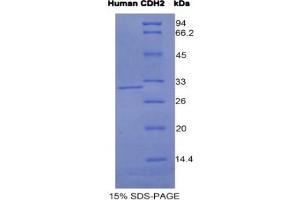 SDS-PAGE analysis of Human Cadherin, Neuronal Protein. (N-Cadherin Protéine)
