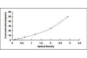 Dermcidin (DCD) ELISA Kit