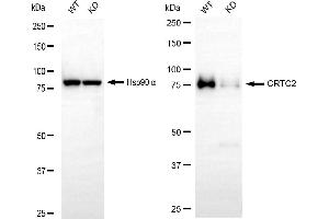 Western blotting analysis using CRTC2 antibody (ABIN7798166).