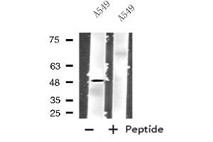 Western blot analysis of extracts from A549 cells using GPR83 antibody. (GPR83 anticorps  (N-Term))